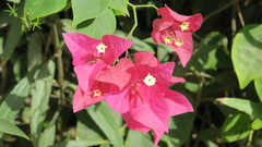 Bougainvillea glabra