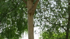 Bauhinia purpurea