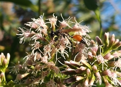 Sphecidae