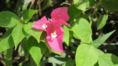 Bougainvillea glabra