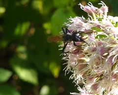 Sphecidae