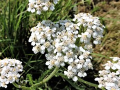 Achillea millefolium