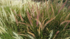 Cenchrus setaceus