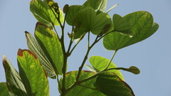 Bauhinia purpurea
