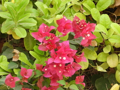 Bougainvillea glabra