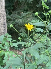 Helianthus schweinitzii