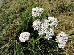 Achillea millefolium