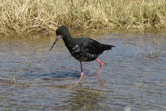 Himantopus novaezelandiae