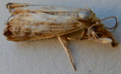 Agriphila plumbifimbriellus