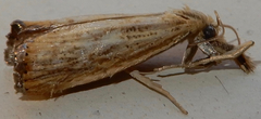 Agriphila plumbifimbriellus