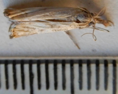 Agriphila plumbifimbriellus