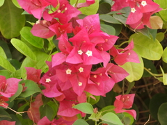 Bougainvillea glabra