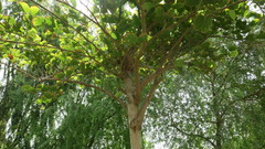 Bauhinia purpurea