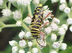 Megacyllene robiniae