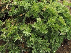 Anemone multifida saxicola