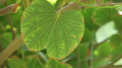 Bauhinia purpurea