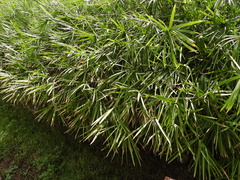 Cyperus alterniflorus