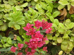 Bougainvillea glabra