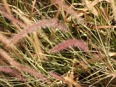 Cenchrus setaceus