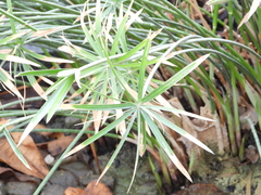 Cyperus alterniflorus