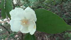 Stewartia