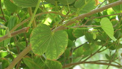 Bauhinia purpurea