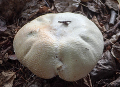 Agaricus chionodermus