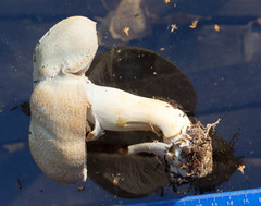 Agaricus chionodermus