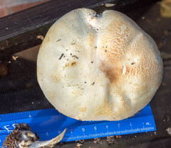 Agaricus chionodermus