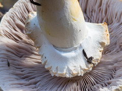 Agaricus chionodermus