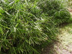 Cyperus alterniflorus