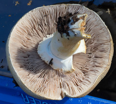 Agaricus chionodermus