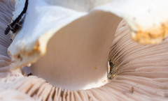 Agaricus chionodermus