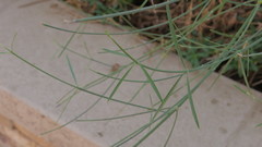 Leptadenia pyrotechnica