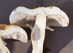 Agaricus chionodermus