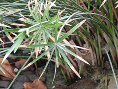 Cyperus alterniflorus