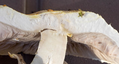 Agaricus chionodermus