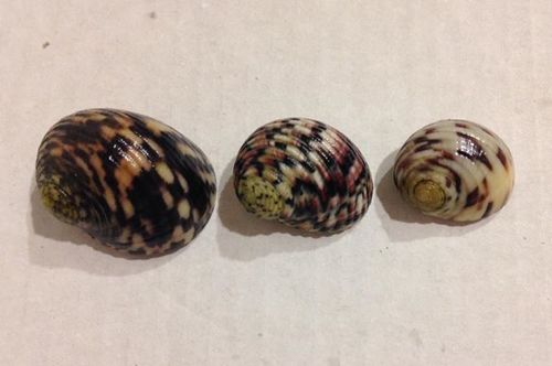 Bleeding Tooth Nerite