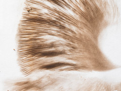 Agaricus chionodermus