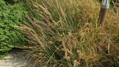 Cenchrus setaceus