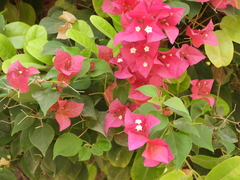 Bougainvillea glabra