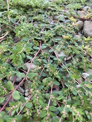 Euphorbia humistrata