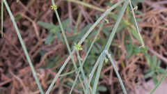 Leptadenia pyrotechnica