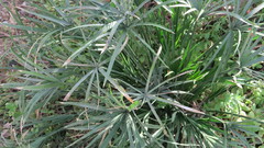 Cyperus alterniflorus