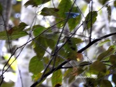 Phylloscopus poliocephalus suaramerdu