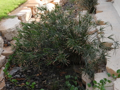 Cyperus alterniflorus