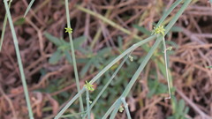 Leptadenia pyrotechnica
