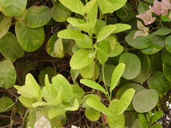 Bougainvillea glabra