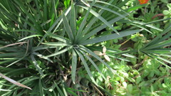 Cyperus alterniflorus
