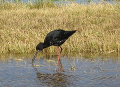 Himantopus novaezelandiae